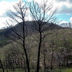 Après le feu de forêt sur le Mt Carmel. עצים מתים זקופים 